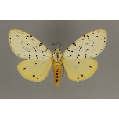 /filer/webapps/moths/media/images/P/postflavida_Eyralpenus_HT_BMNH.jpg