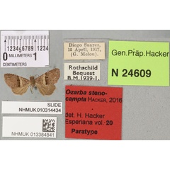 /filer/webapps/moths/media/images/S/stenocampta_Ozarba_PTF_BMNH_01a.jpg