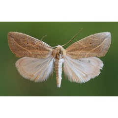 /filer/webapps/moths/media/images/A/acutangula_Neaxestis_AM_Butler.jpg