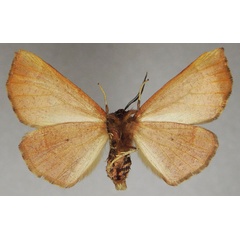 /filer/webapps/moths/media/images/N/nigerrima_Drepanogynis_AM_ZSMb.jpg