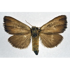 /filer/webapps/moths/media/images/S/spurcata_Eutimia_AF_NHMO.jpg