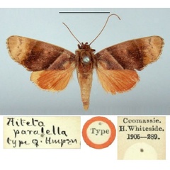 /filer/webapps/moths/media/images/P/paralella_Aiteta_HT_BMNH.jpg