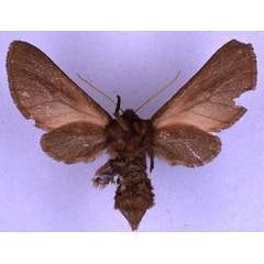 /filer/webapps/moths/media/images/S/schoutedeni_Metarctia_NAT_BMNH_02.jpg