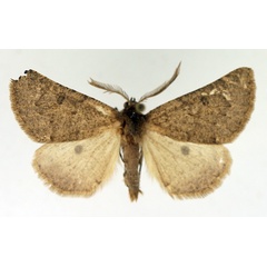 /filer/webapps/moths/media/images/S/staudei_Aethiopodes_AM_TMSA.jpg