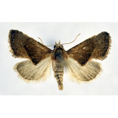 /filer/webapps/moths/media/images/W/wutzdorffi_Microxestis_A_NHMO.jpg