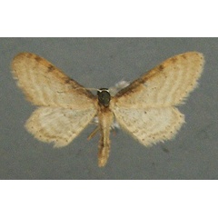 /filer/webapps/moths/media/images/P/punctigera_Idaea_AM_TMSA_02.jpg