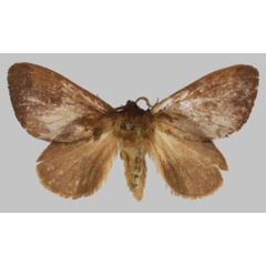 /filer/webapps/moths/media/images/J/julianjameseaton_Rhynchobombyx_PTF_USTTB.jpg