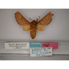 /filer/webapps/moths/media/images/O/oreophila_Balacra_HT_RMCA_01.jpg