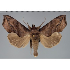 /filer/webapps/moths/media/images/C/cerne_Oraesia_AM_Fiebig.jpg