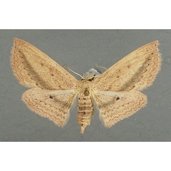 /filer/webapps/moths/media/images/D/donovani_Scopula_AF_TMSA.jpg