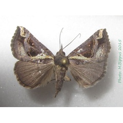 /filer/webapps/moths/media/images/V/varialis_Hypena_A_Bippus_02.jpg