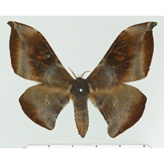 /filer/webapps/moths/media/images/I/ianthinum_Orthogonioptilum_AF_Basquin.jpg