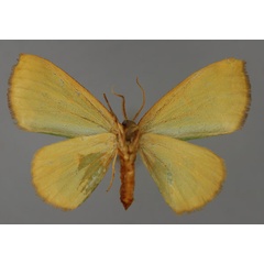 /filer/webapps/moths/media/images/B/bicolor_Dyschlorodes_PT_ZSM_02.jpg