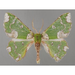 /filer/webapps/moths/media/images/J/jacksoni_Archichlora_A_ZSM_01.jpg