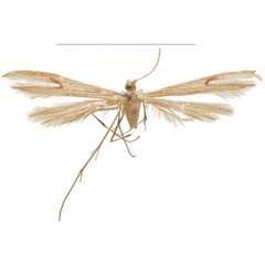 /filer/webapps/moths/media/images/B/bassi_Picardia_HT_BMNH.jpg