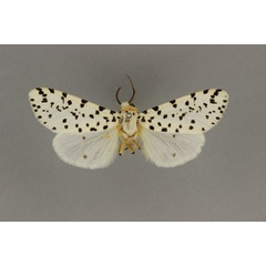 /filer/webapps/moths/media/images/N/nigropunctata_Alpenus_AM_BMNH.jpg