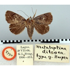 /filer/webapps/moths/media/images/D/dileuca_Metaleptina_HT_BMNH.jpg