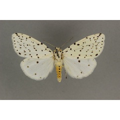 /filer/webapps/moths/media/images/A/auricinctum_Micralarctia_A_BMNH.jpg