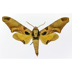 /filer/webapps/moths/media/images/A/africanus_Batocnema_AM_Basquin.jpg