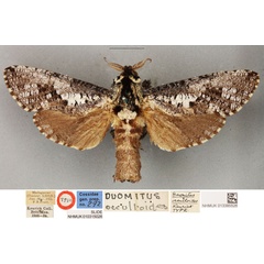 /filer/webapps/moths/media/images/O/occultoides_Duomitus_HT_BMNH.jpg
