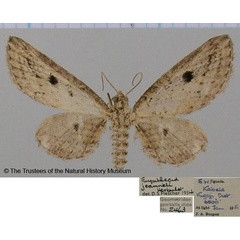 /filer/webapps/moths/media/images/J/jeanneli_Eupithecia_AF_BMNH.jpg