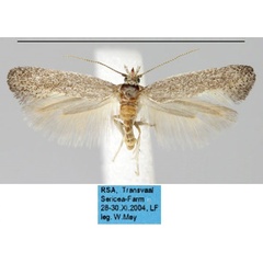 /filer/webapps/moths/media/images/G/griseotincta_Cerofrontia_AM_ZMHB.jpg