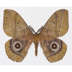 /filer/webapps/moths/media/images/C/conradsi_Gonimbrasia_AM_Basquin.jpg