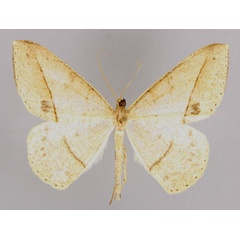 /filer/webapps/moths/media/images/P/persimilis_Conolophia_A_ZSM_01.jpg