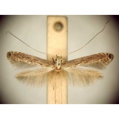 /filer/webapps/moths/media/images/E/eumeces_Pleiomorpha_PT_TMSA6091.jpg