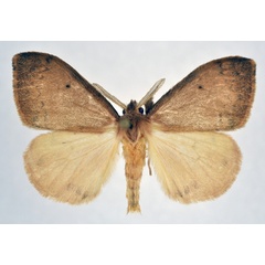 /filer/webapps/moths/media/images/R/rufescens_Heteronygmia_AM_NHMO.jpg