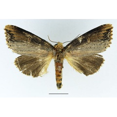 /filer/webapps/moths/media/images/L/lydenburgi_Phalera_AF_Basquin.jpg