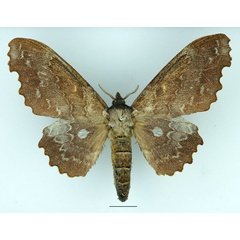/filer/webapps/moths/media/images/E/excavata_Mimopacha_AF_Basquin_01.jpg
