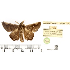 /filer/webapps/moths/media/images/C/costalis_Amphigonia_HT_BMNH.jpg