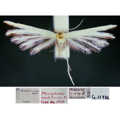 /filer/webapps/moths/media/images/A/ambitiosus_Pterophorus_HT_TMSA.jpg
