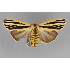 /filer/webapps/moths/media/images/L/latiradiata_Spilosoma_HT_BMNH.jpg