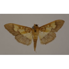 /filer/webapps/moths/media/images/L/lanatalis_Syllepte_A_BMNH.jpg