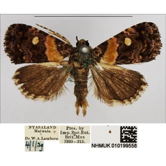 /filer/webapps/moths/media/images/L/leucoglene_Xanthomera_AM_NHMUK_02.jpg
