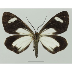 /filer/webapps/moths/media/images/F/famula_Pitthea_AF_Basquina.jpg