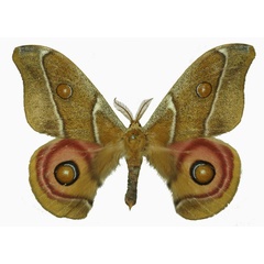/filer/webapps/moths/media/images/A/australis_Antherina_AM_Basquin.jpg