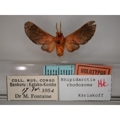/filer/webapps/moths/media/images/R/rhodosoma_Rhipidarctia_HT_RMCA_02.jpg