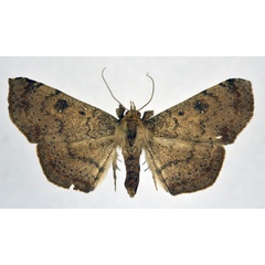 /filer/webapps/moths/media/images/P/pallidipennis_Tatorinia_A_NHMO.jpg