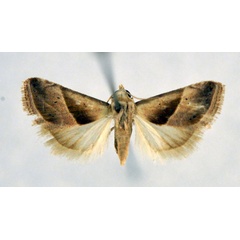 /filer/webapps/moths/media/images/M/miniparva_Eublemma_PT_NHMO.jpg