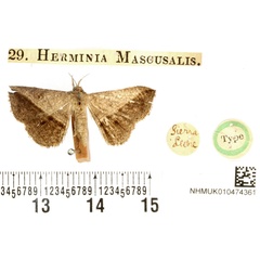 /filer/webapps/moths/media/images/M/mascusalis_Herminia_HT_BMNH.jpg