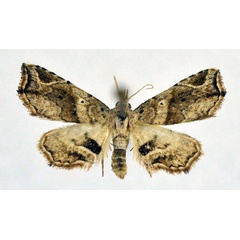 /filer/webapps/moths/media/images/T/truncataria_Tetracme_A_NHMO.jpg