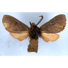 /filer/webapps/moths/media/images/R/rufescens_Metarctia_ST_BMNH_01.jpg
