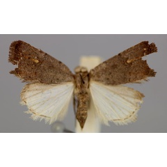 /filer/webapps/moths/media/images/M/melanopis_Athetis_A_RMCA.jpg