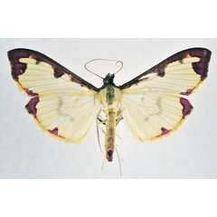 /filer/webapps/moths/media/images/P/pudoraria_Cadarena_A_NHMO.jpg
