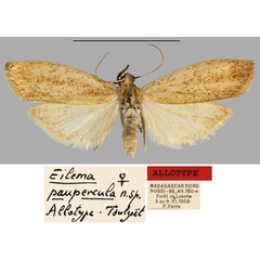 /filer/webapps/moths/media/images/P/paupercula_Eilema_AT_MNHN.jpg