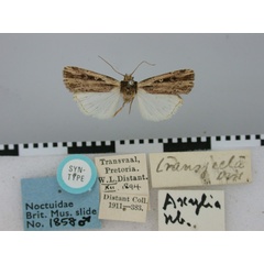 /filer/webapps/moths/media/images/T/transjecta_Agrotis_ST_BMNH.jpg