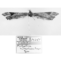 /filer/webapps/moths/media/images/M/morophaea_Platyptilia_PLT_MNHN.jpg
